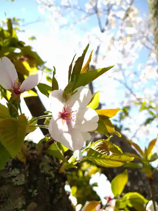 天御柱神社の自然