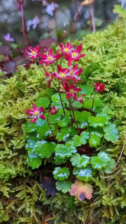 古知谷阿弥陀寺(京都府)