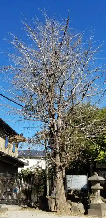 白髭神社の自然