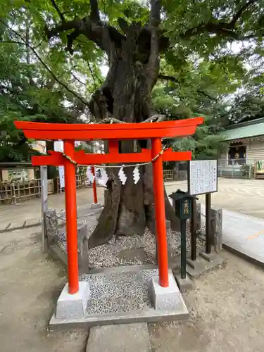 新田神社の自然