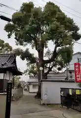 島頭天満宮の自然