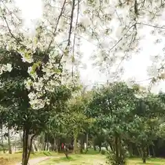 若宮神明社の自然