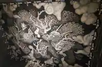 建仁寺(建仁禅寺)(京都府)