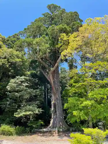飛龍八幡宮の自然