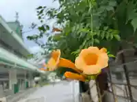 秩父札所十三番 慈眼寺の自然