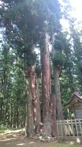 高倉神社の自然