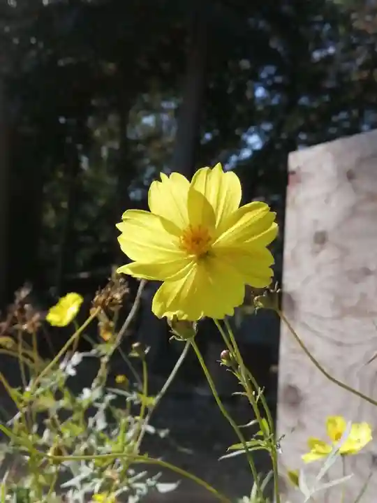 沓掛香取神社の自然