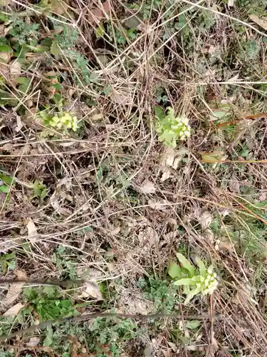 下村八幡社の自然