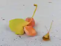 安房高野山妙音院の自然