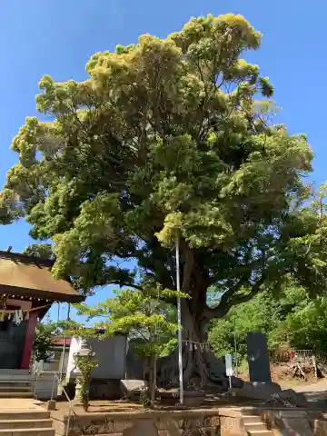 熊野神社(千葉県)