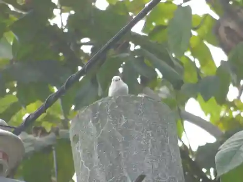 留辺蘂神社の動物