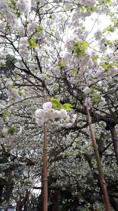 伊佐須美神社の自然