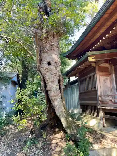 八雲氷川神社(東京都)
