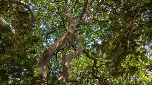 大麻神社の自然