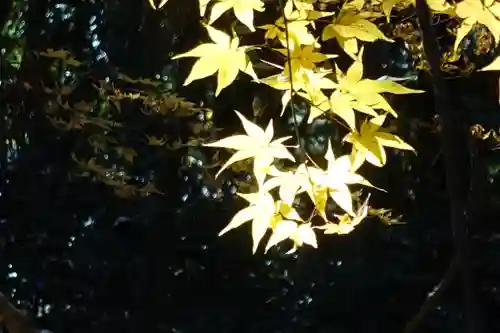 鷺森神社の自然