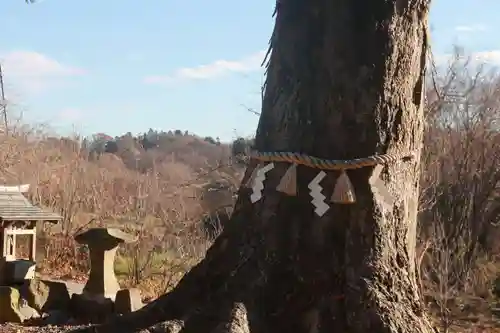 阿久津「田村神社」（郡山市阿久津町）旧社名：伊豆箱根三嶋三社の自然