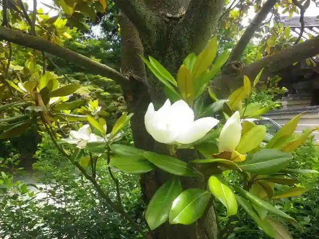 浄光明寺の自然