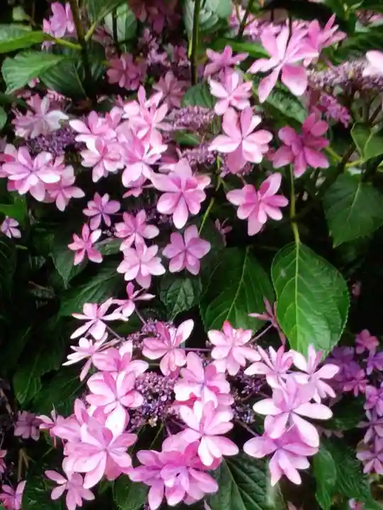 宝祥寺(東京都)