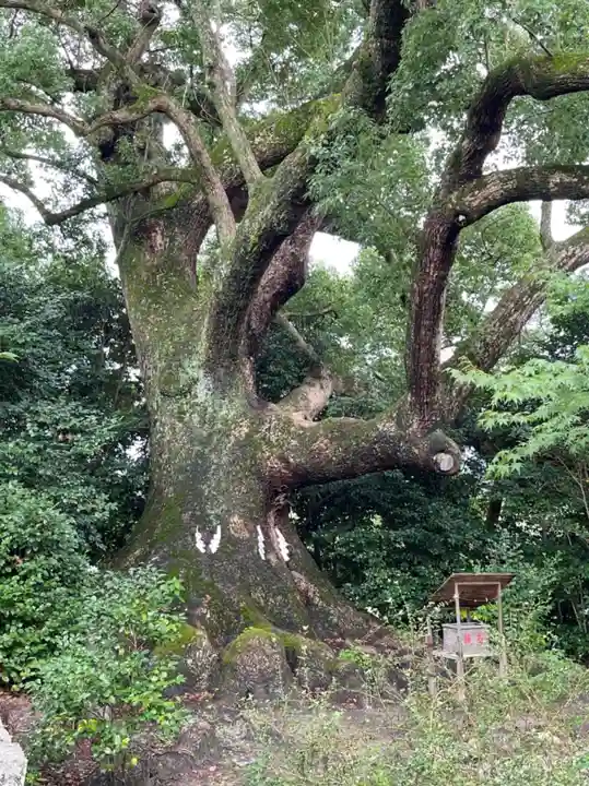 壺井八幡宮の自然