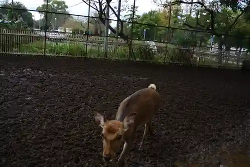相州春日神社の動物