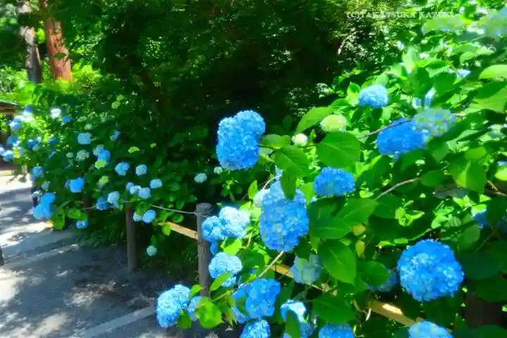 明月院(神奈川県)