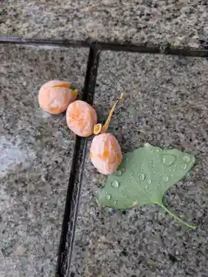 観音寺(東京都)