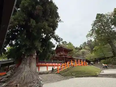 春日大社の{uncategorized: "未分類", other: "その他", undefined: "問題あり", building: "その他建物", grave: "お墓", sacred_gate: "鳥居", guardian: "狛犬", statue: "像", buddha: "仏像", history: "歴史", nature: "自然", garden: "庭園", animal: "動物", pagoda: "塔", temizu: "手水舎", mountain_gate: "山門・神門", sanctuary: "本殿・本堂", subordinate: "末社・摂社", art: "芸術", scenery: "景色", jizo: "地蔵", ema: "絵馬", goshuin: "御朱印", omikuji: "おみくじ", items: "授与品その他", amulet: "お守り", goshuincho: "御朱印帳", eats: "食事", festival: "お祭り", votive_dance: "神楽", shichigosan: "七五三参", wedding: "結婚式", experience: "体験その他", initially: "初詣", around: "周辺", anti_infection: "感染症対策"}