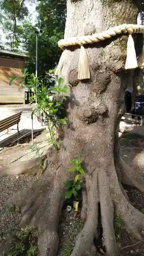大宮・大原神社の自然