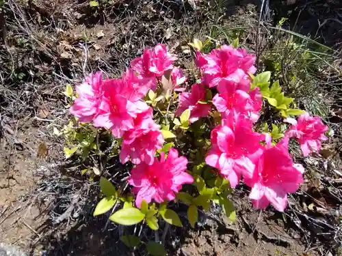 河内阿蘇神社(熊本県)