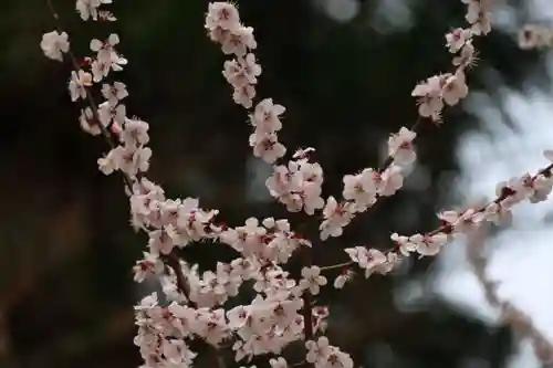 田村神社の庭園