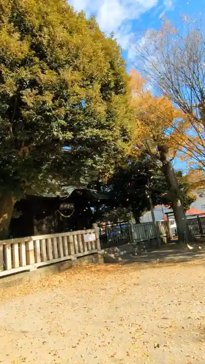 八雲神社 (通五丁目)の自然