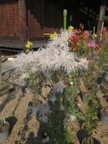 法金剛院の自然