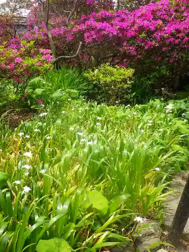 安養院　(田代寺）の自然