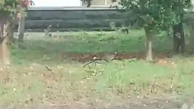 酒門神社(茨城県)