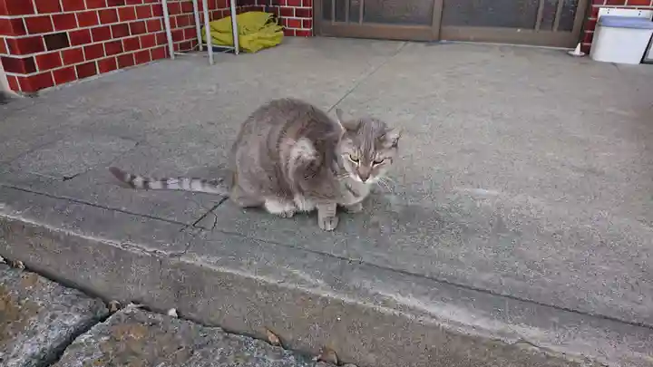 菖蒲神社の動物