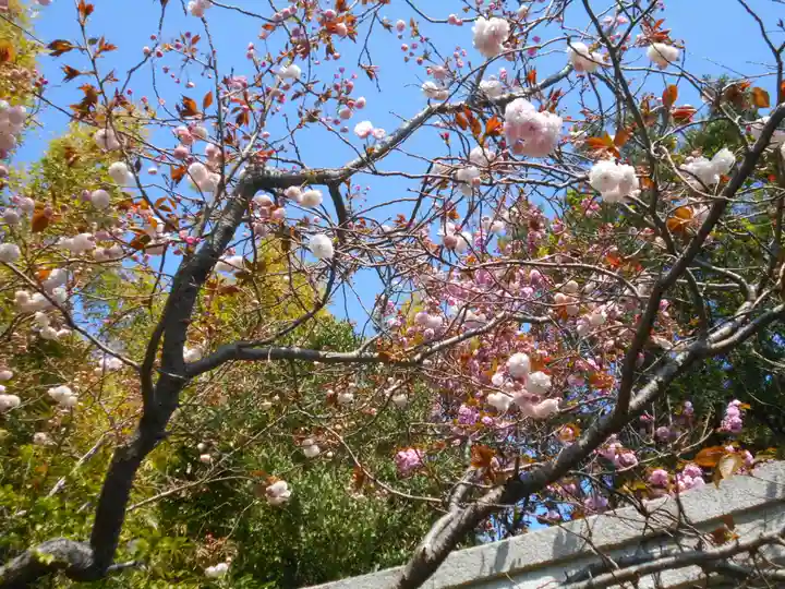 八雲神社(鎌倉・大町)の自然