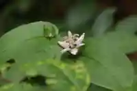 鹿島大神宮の庭園