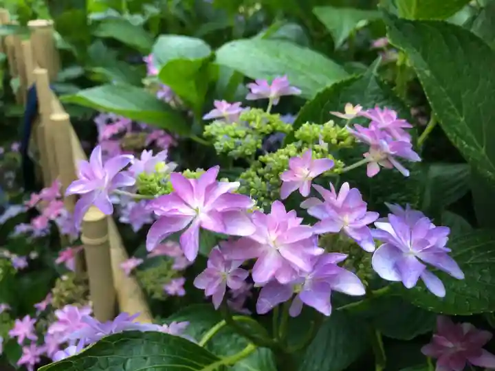 三室戸寺の自然