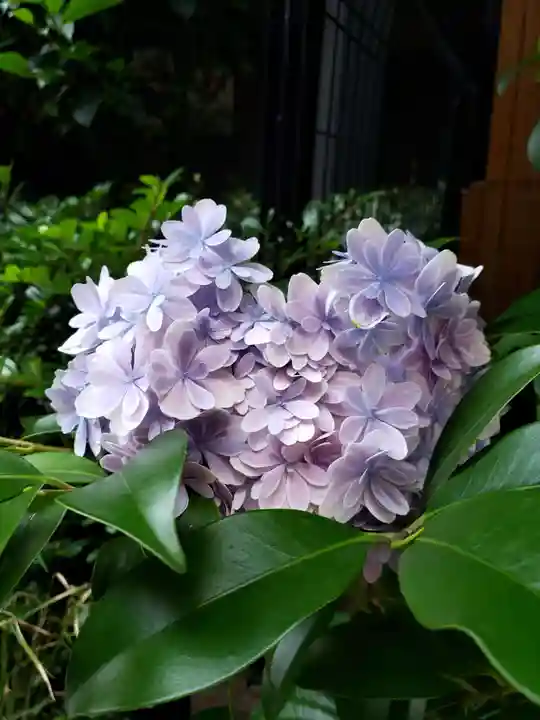 五十稲荷神社(栄寿稲荷神社)(東京都)