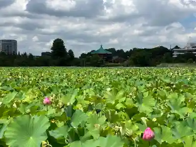 寛永寺(根本中堂)の周辺