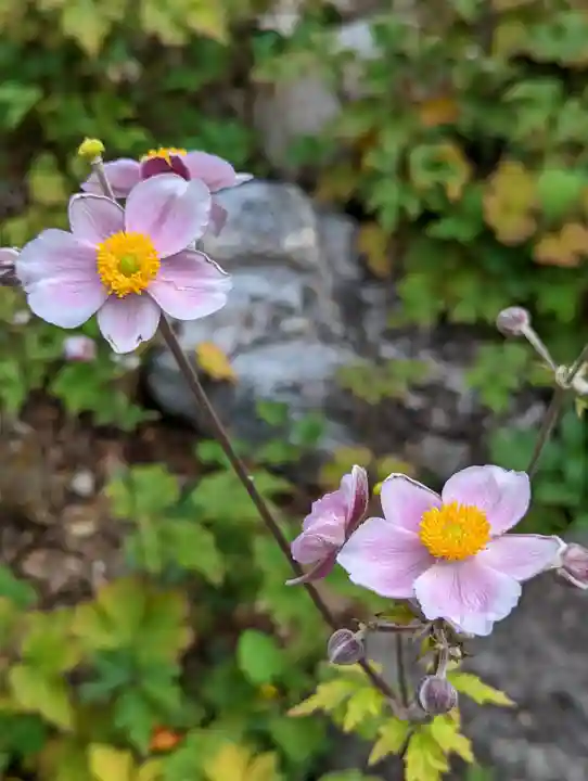 上品蓮台寺(京都府)