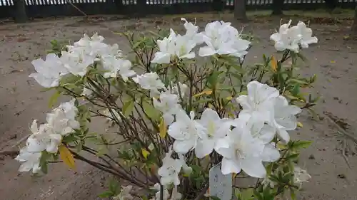 神明社（国府宮神明社）の自然
