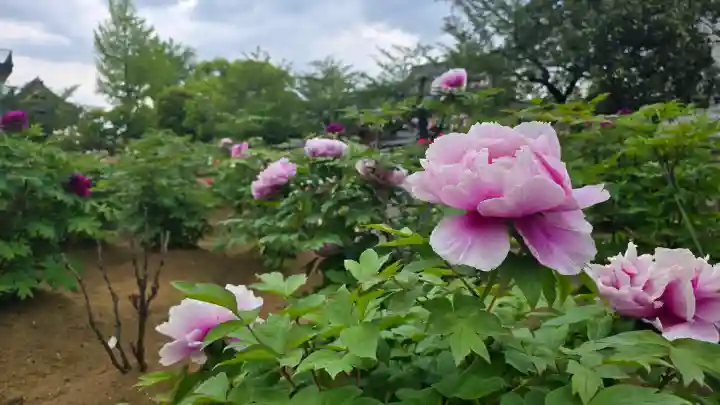 西新井大師総持寺の{uncategorized: "未分類", other: "その他", undefined: "問題あり", building: "その他建物", grave: "お墓", sacred_gate: "鳥居", guardian: "狛犬", statue: "像", buddha: "仏像", history: "歴史", nature: "自然", garden: "庭園", animal: "動物", pagoda: "塔", temizu: "手水舎", mountain_gate: "山門・神門", sanctuary: "本殿・本堂", subordinate: "末社・摂社", art: "芸術", scenery: "景色", jizo: "地蔵", ema: "絵馬", goshuin: "御朱印", omikuji: "おみくじ", items: "授与品その他", amulet: "お守り", goshuincho: "御朱印帳", eats: "食事", festival: "お祭り", votive_dance: "神楽", shichigosan: "七五三参", wedding: "結婚式", experience: "体験その他", initially: "初詣", around: "周辺", anti_infection: "感染症対策"}
