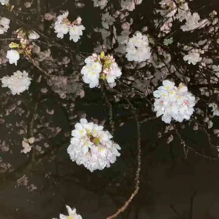 富士山本宮浅間大社(静岡県)