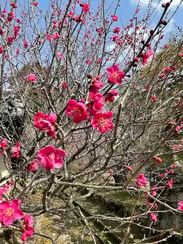 梅宮大社の自然