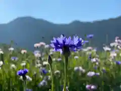 白鳥神社の自然