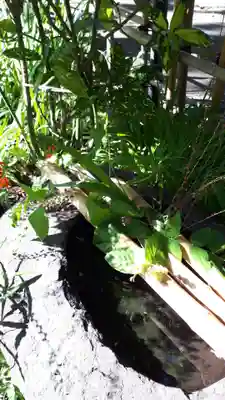 新琴似神社の手水舎