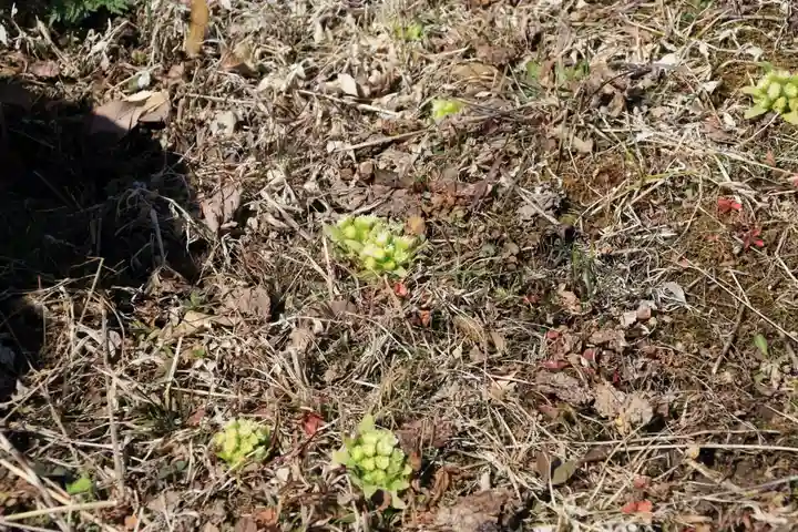 関場神社の自然