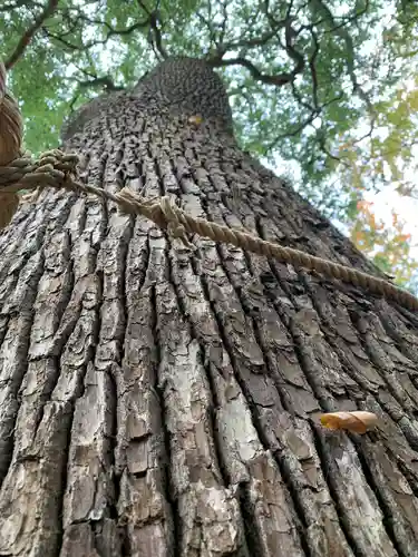 開運招福 飯玉神社の自然
