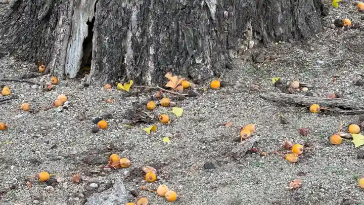 開発稲荷神社(北海道)